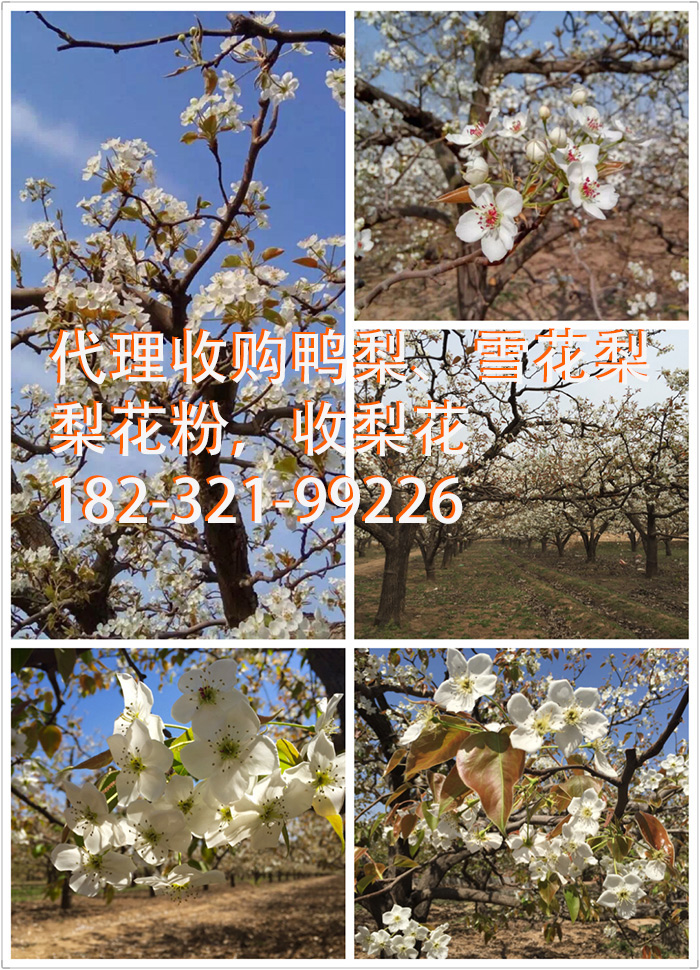代收梨花、雪花梨梨花粉、鸭梨梨花粉 代收梨花、雪花梨梨花粉、鸭梨梨花粉