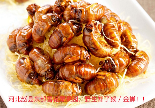 河北<a href='http://www.0311li.com/t/jinchan' target='_blank'>金蝉</a>,赵县知了猴 电话:182-3219-9226 河北<a href='http://www.0311li.com/t/jinchan' target='_blank'>金蝉</a>,赵县知了猴 电话:182-3219-9226