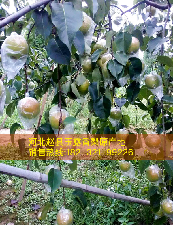 玉露香梨,河北赵县玉露香梨供应 玉露香梨,河北赵县玉露香梨供应