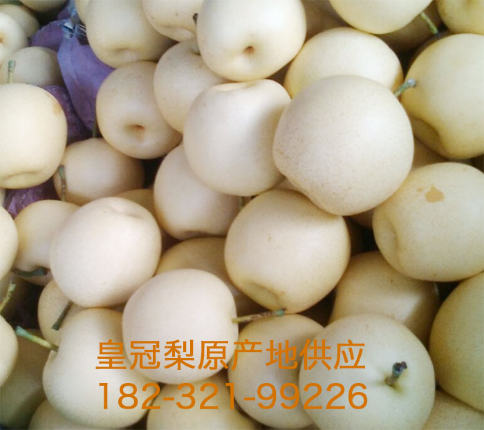 河北<a href='http://www.0311li.com/t/huangguanli' target='_blank'>皇冠梨</a>价格 河北<a href='http://www.0311li.com/t/huangguanli' target='_blank'>皇冠梨</a>价格